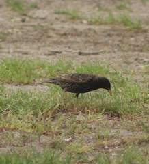 Sturnus vulgaris