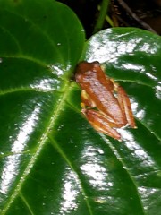 Rhacophorus margaritifer