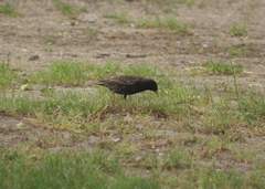 Sturnus vulgaris