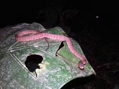 Sumatra Slug Snake photo 3