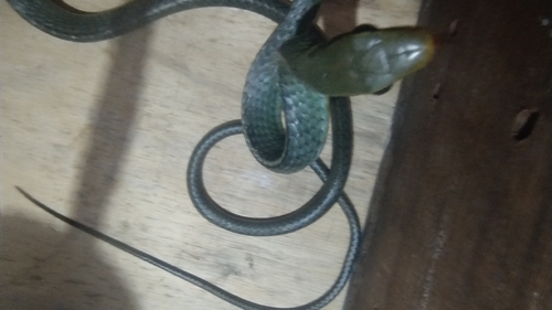 Two-headed Sipo