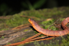 Sumatra Slug Snake photo 2