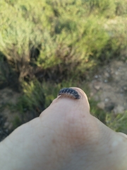 Porcellio ornatus