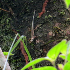 Sphenomorphus sanctus