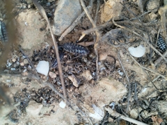 Porcellio ornatus