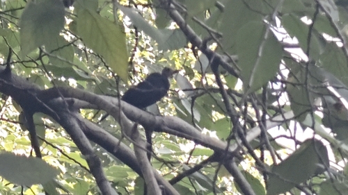Chinese Blackbird