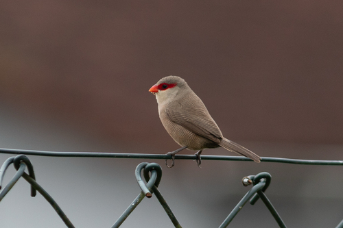 Common Waxbill