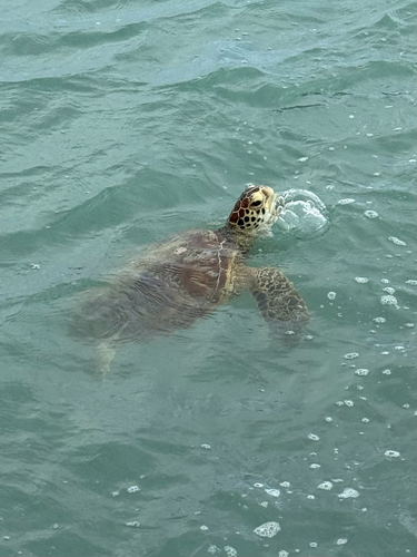 Chelonia mydas observed 2026-10-08