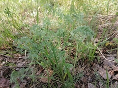 Artemisia tanacetifolia