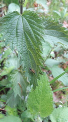 Rhagonycha lignosa