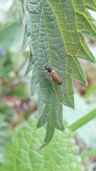 Rhagonycha lignosa