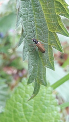 Rhagonycha lignosa