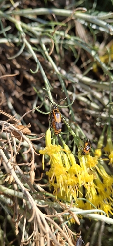 Colorado Soldier Beetle