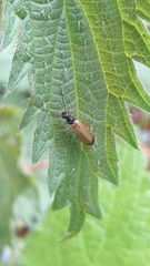 Rhagonycha lignosa