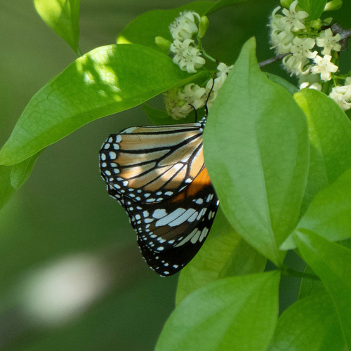 Common Tiger Butterfly