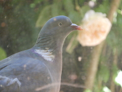 Columba palumbus