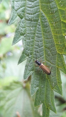 Rhagonycha lignosa