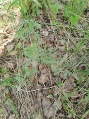 Artemisia tanacetifolia