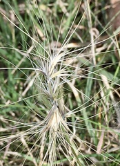 Bouteloua megapotamica