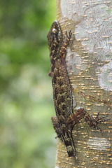 Cyrtodactylus marmoratus