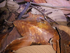 Microhyla achatina