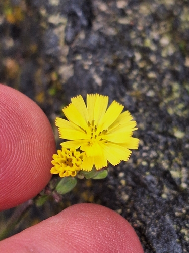Youngia japonica observed 2026-10-08