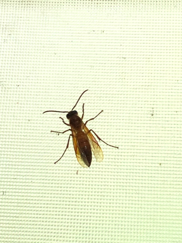 Provespa anomala