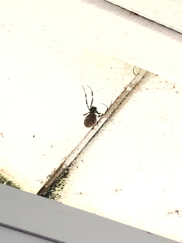 Asian Hermit Spider