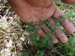 Artemisia tanacetifolia