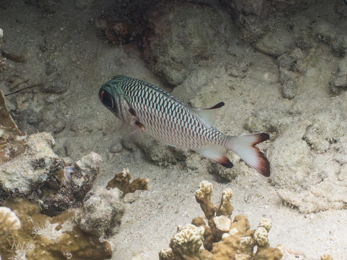 Myripristis adusta observed 2026-09-24