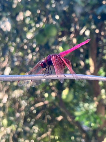 Crimson Marsh Glider