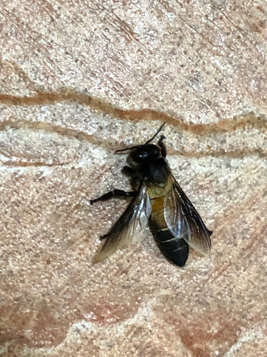 Giant Honey Bee