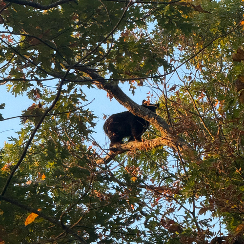 American Black Bear