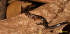 Subdoluseps bowringii