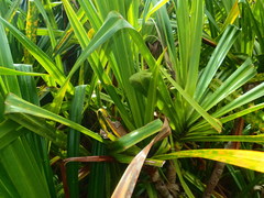 Pandanus multispicatus