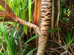 Pandanus multispicatus