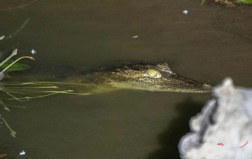 Mugger Crocodile