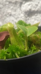 Nepenthes truncata