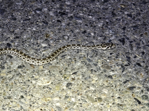 Pacific Gopher Snake
