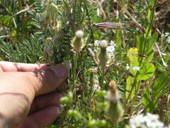 Vicia pannonica