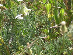 Vicia pannonica