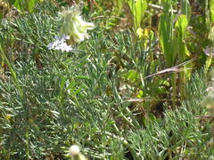 Vicia pannonica