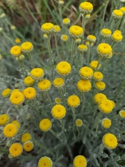 Santolina chamaecyparissus