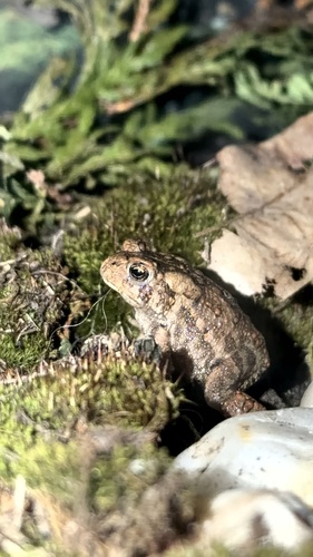 American Toad