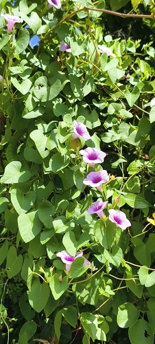 Ipomoea littoralis observed 2026-10-09
