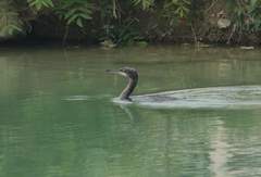 Gulosus aristotelis