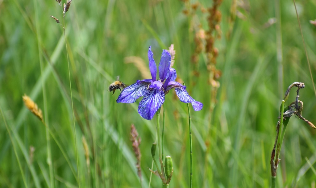 Siberian Iris