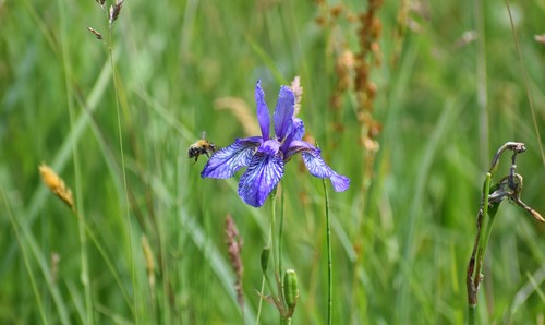 Siberian Iris