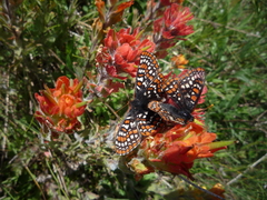 Euphydryas editha taylori
