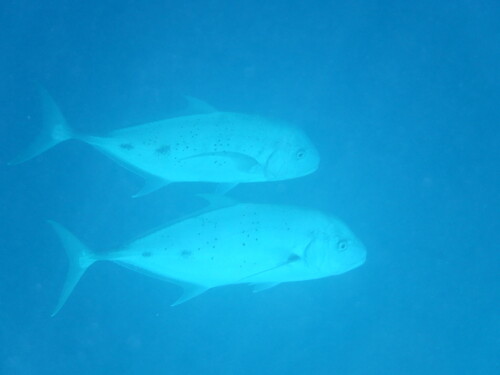 Carangoides fulvoguttatus observed 2026-09-25